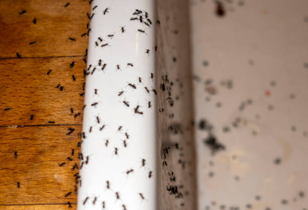 Best Emergency Pest Control  in Appleton, MN