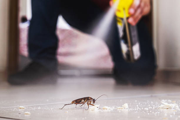 Best Flea Control Services  in Appleton, MN